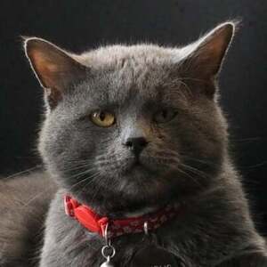 Fundraising Page: Nimbus Resident Summit Cat